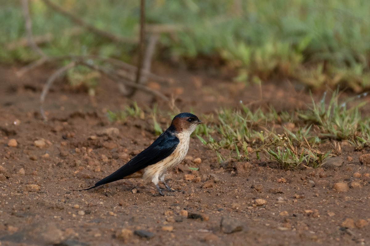 Red-rumped Swallow - ML383785601