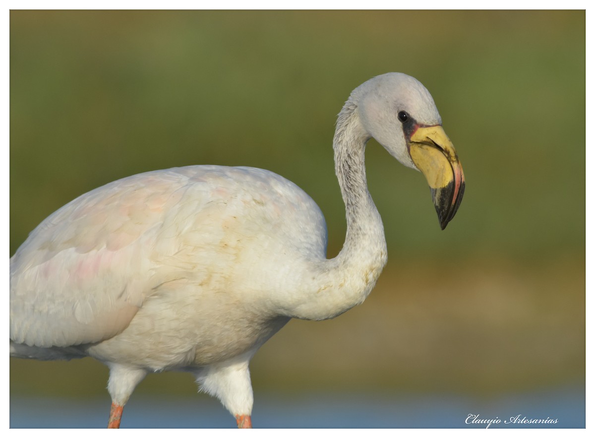James's Flamingo - Jorge claudio fuentes figueroa