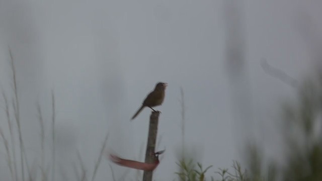 Wedge-tailed Grass-Finch - ML383788621