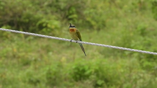 Blue-tailed Bee-eater - ML383789981
