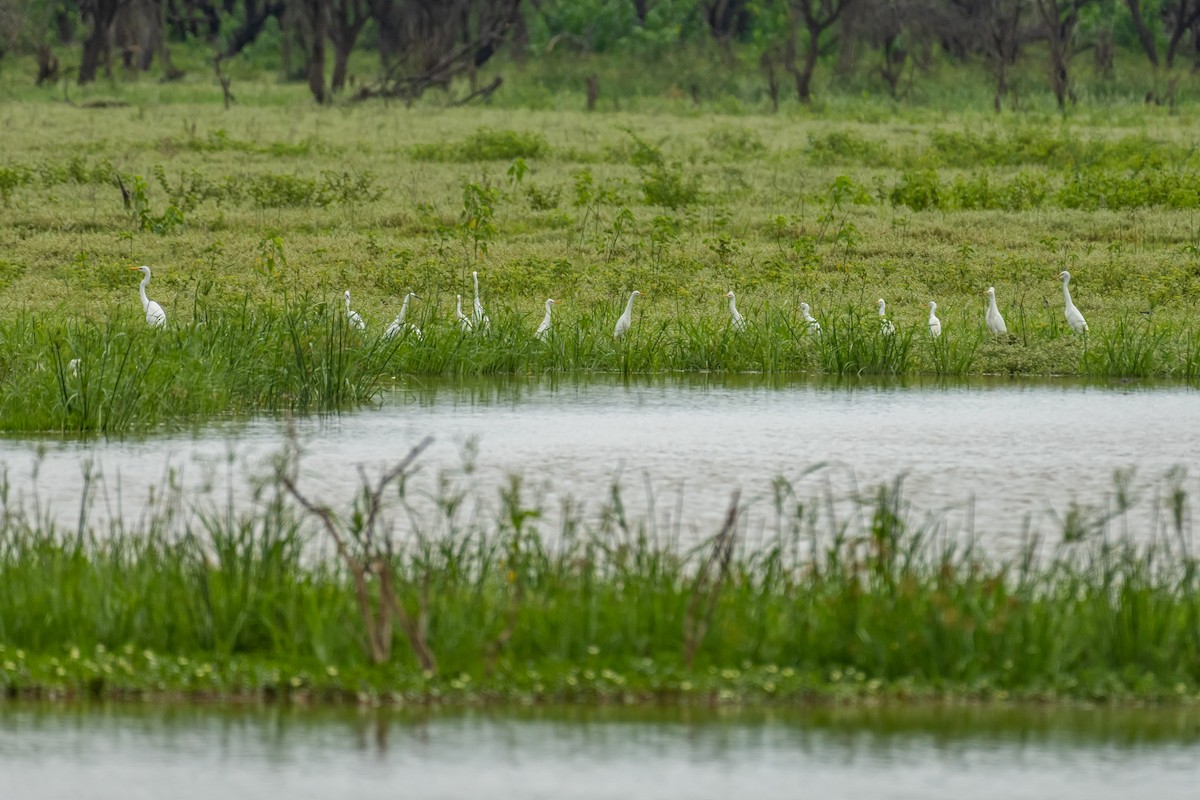 Little Egret - ML383790481