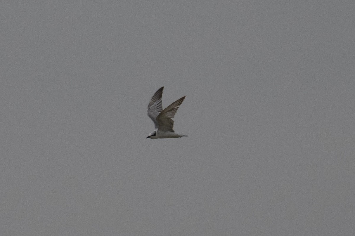 Whiskered Tern - ML383790661