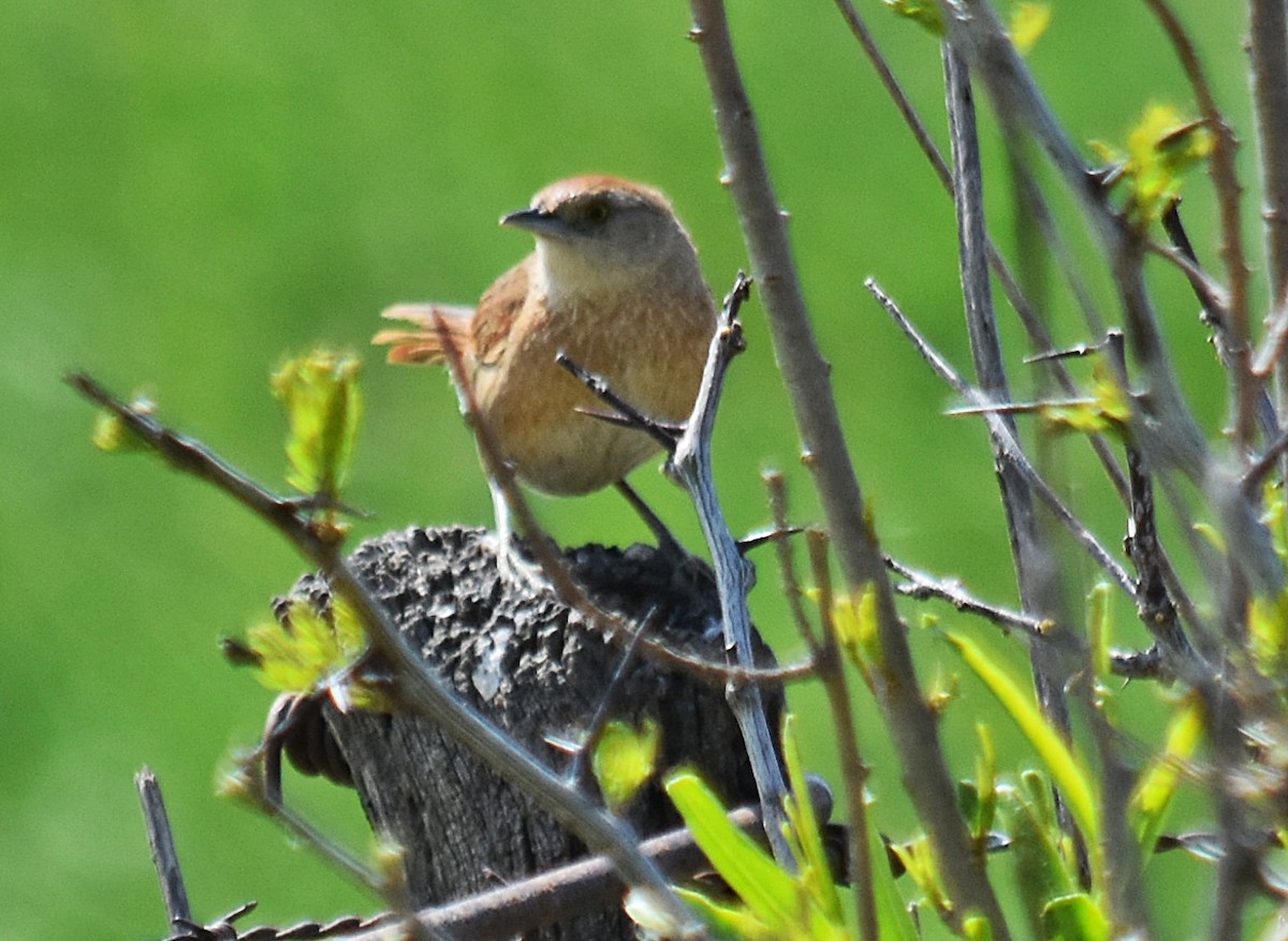 Freckle-breasted Thornbird - ML383792171