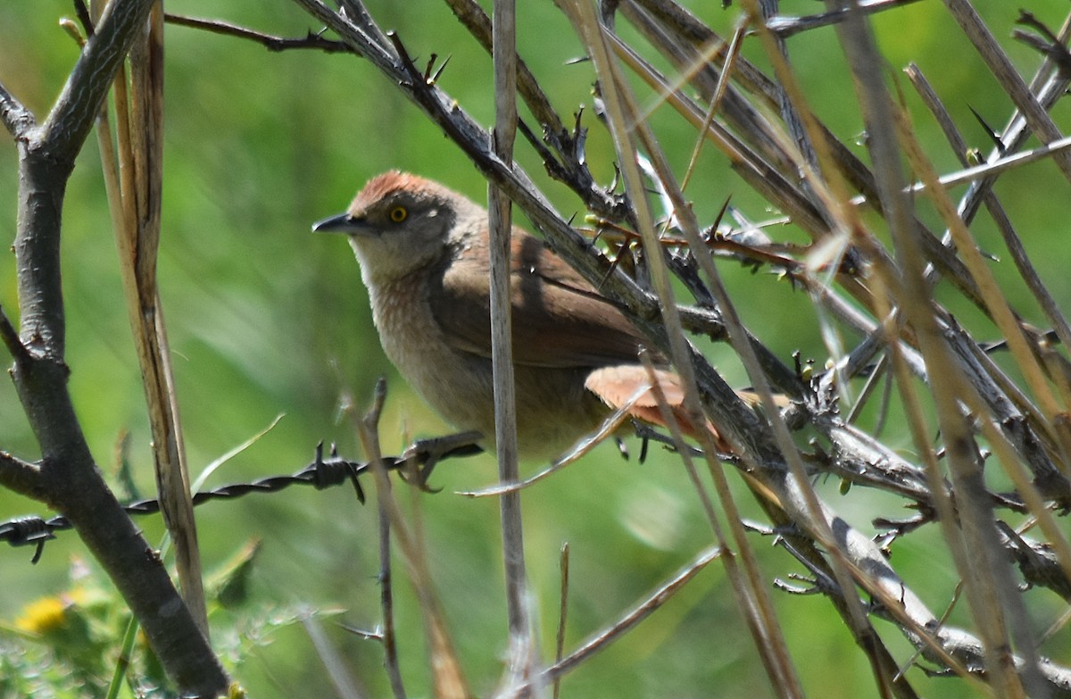 Freckle-breasted Thornbird - ML383792231