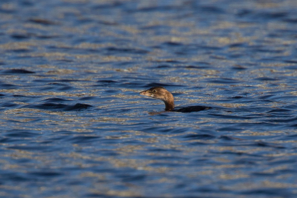 Pied-billed Grebe - ML383793041