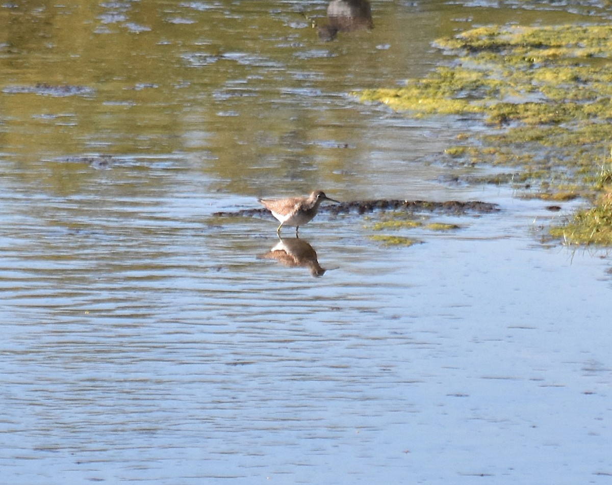 Solitary Sandpiper - andres ebel