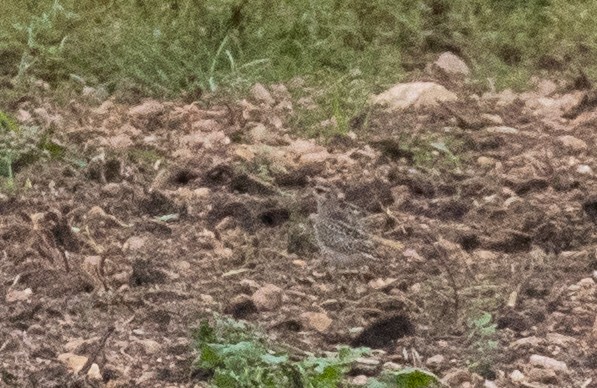 American Golden-Plover - ML383795821