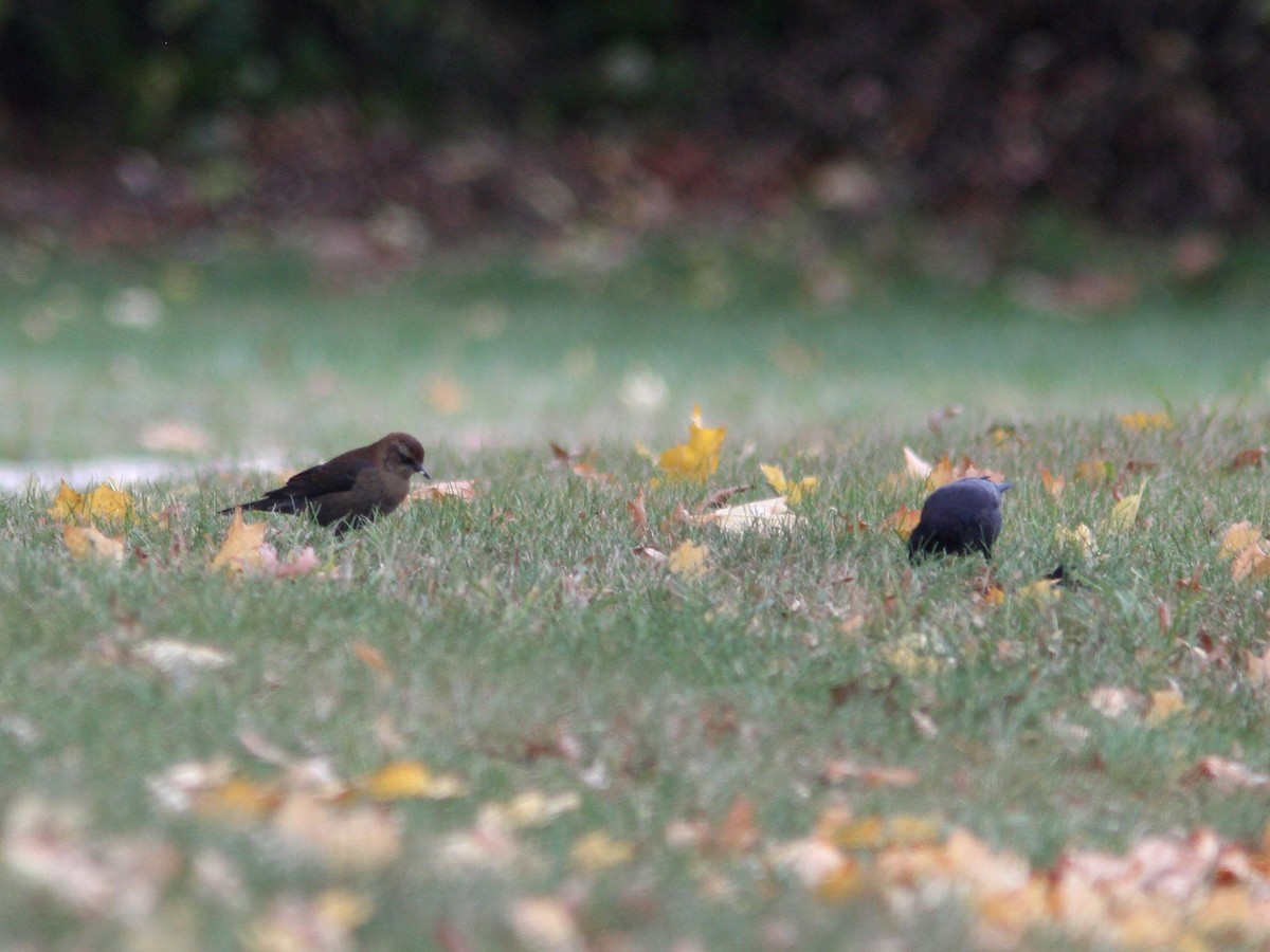 Rusty Blackbird - ML38379651