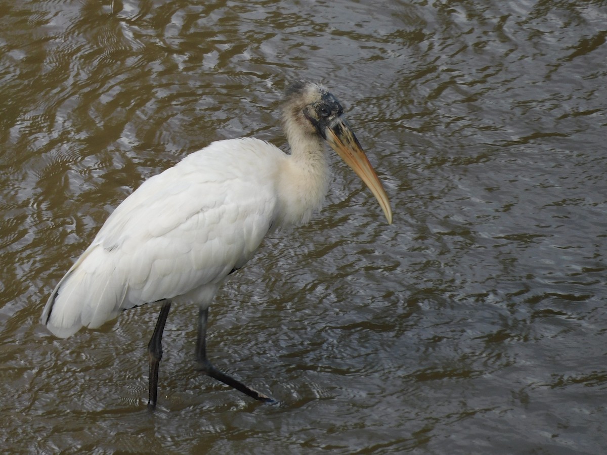 Wood Stork - Jaime Bolaños