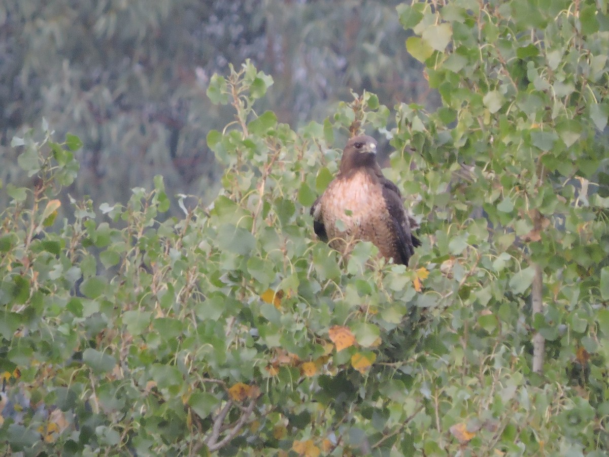Red-tailed Hawk - ML38379811