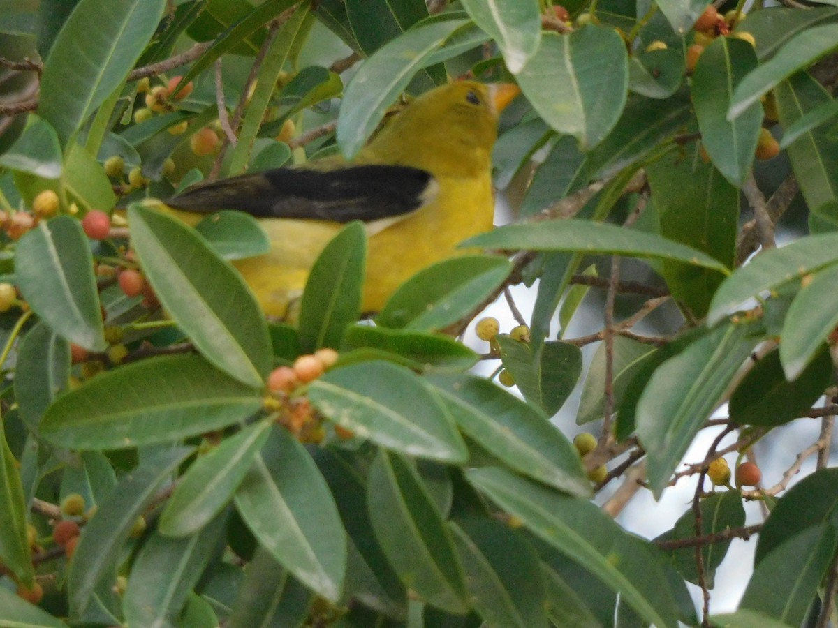 Scarlet Tanager - ML383798111