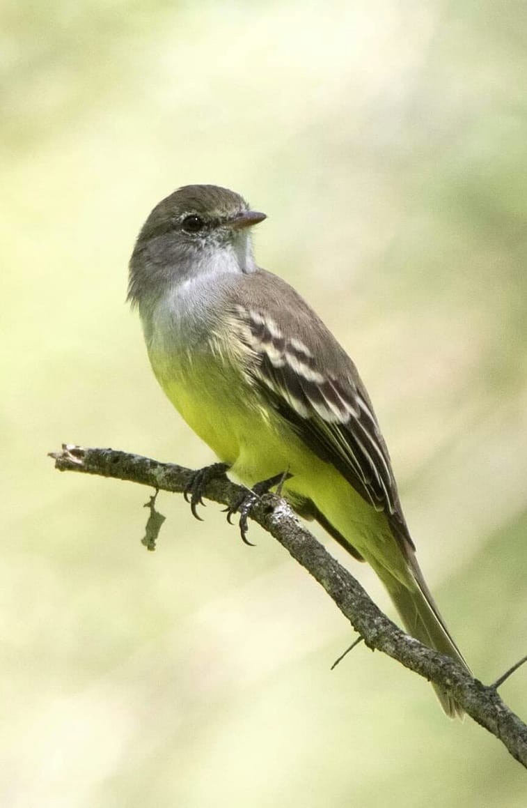 Southern Scrub-Flycatcher - ML383798461