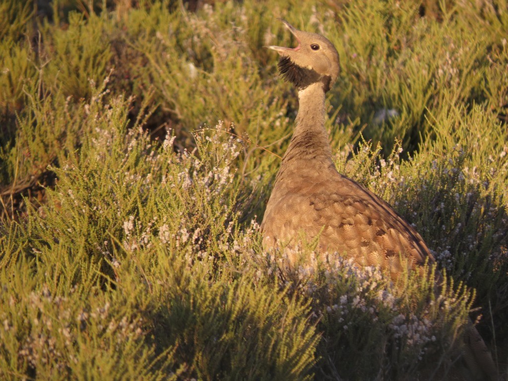 Karoo Bustard - ML38379911