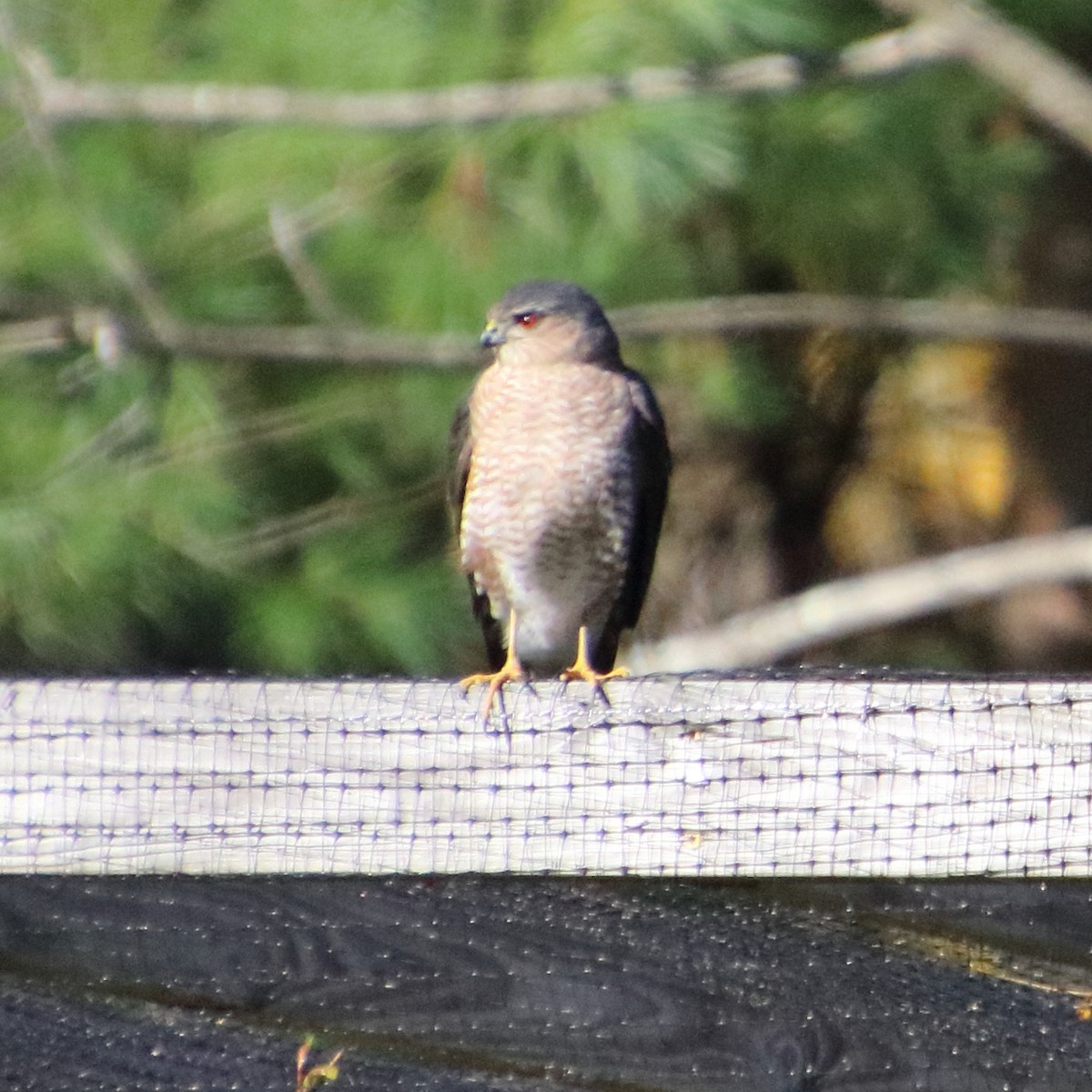 Sharp-shinned/Cooper's Hawk - ML383799601