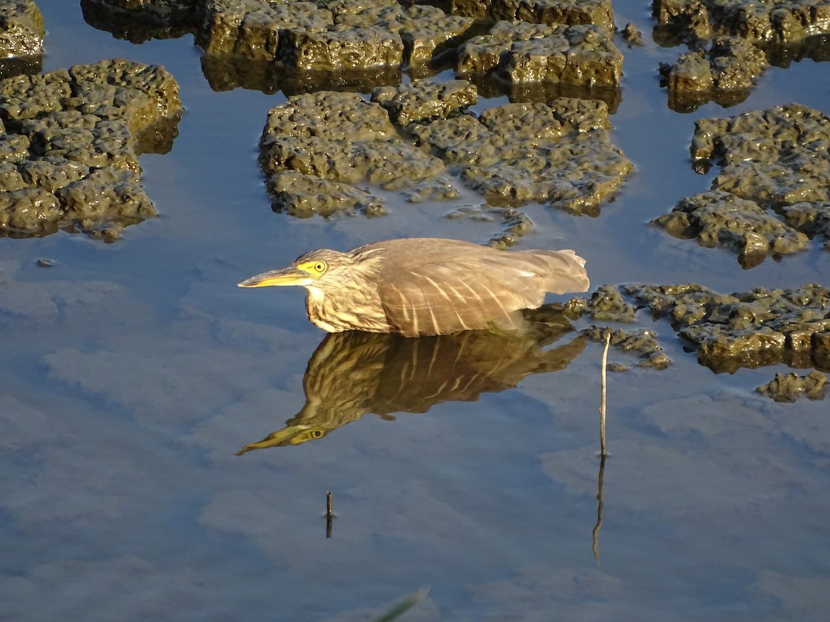 Chinese Pond-Heron - ML383801101