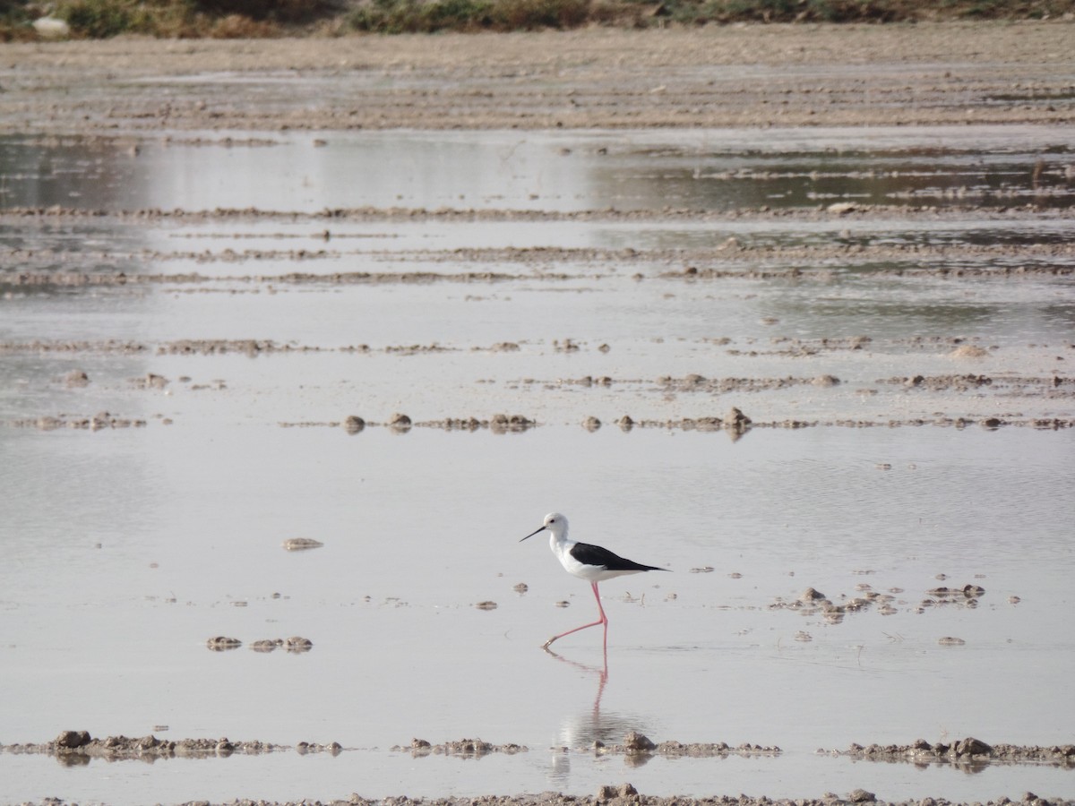 Black-winged Stilt - ML383801641