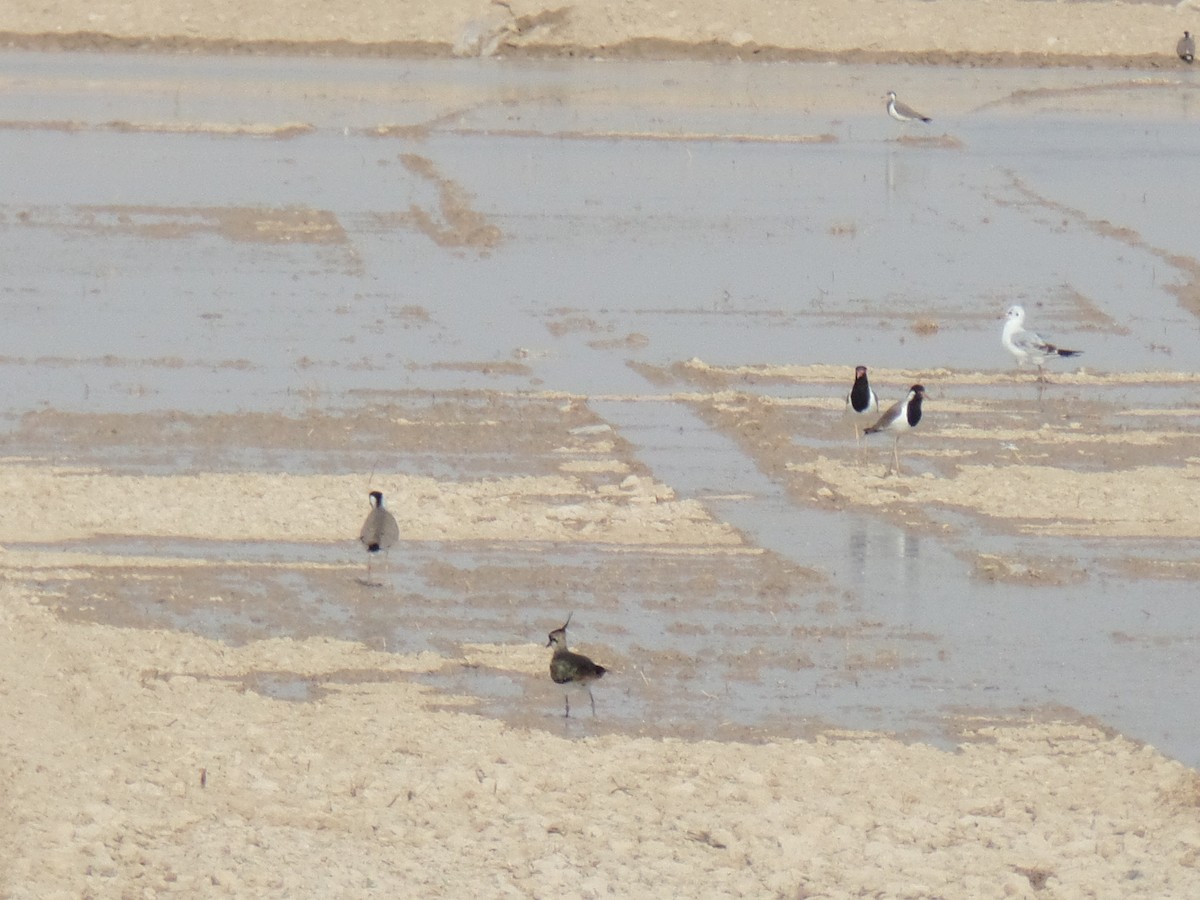 Red-wattled Lapwing - ML383801921