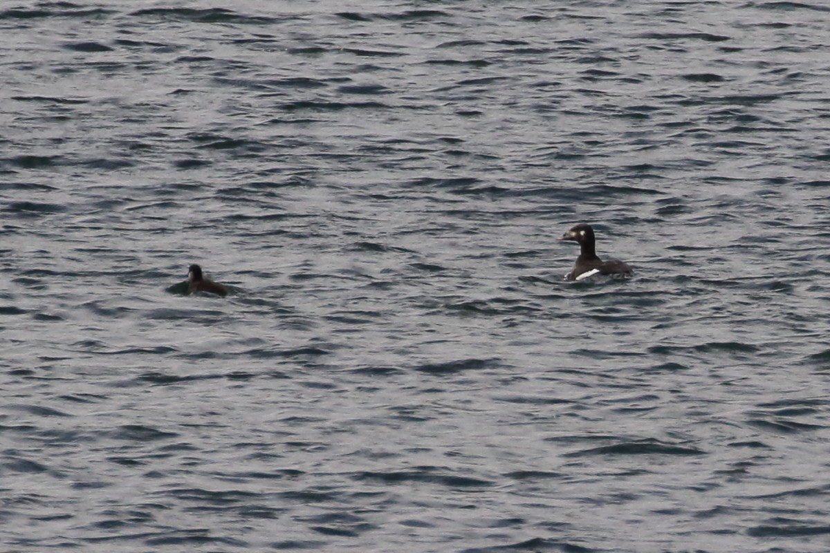 sibirsjøorre - ML383804061