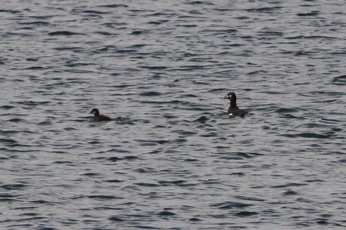 Stejneger's Scoter - Elena Shnayder