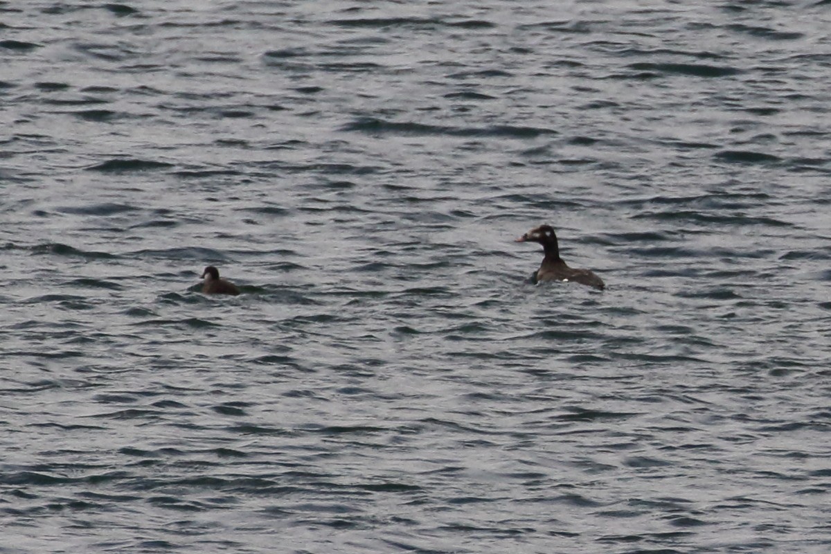 Stejneger's Scoter - ML383804291