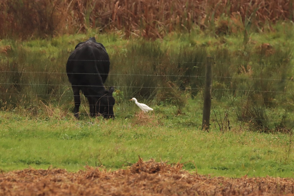 Western Cattle Egret - ML383807301