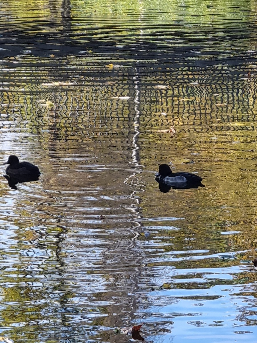 Tufted Duck - ML383807651