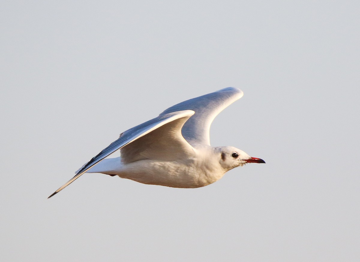 Black-headed Gull - Sudesh Kumar