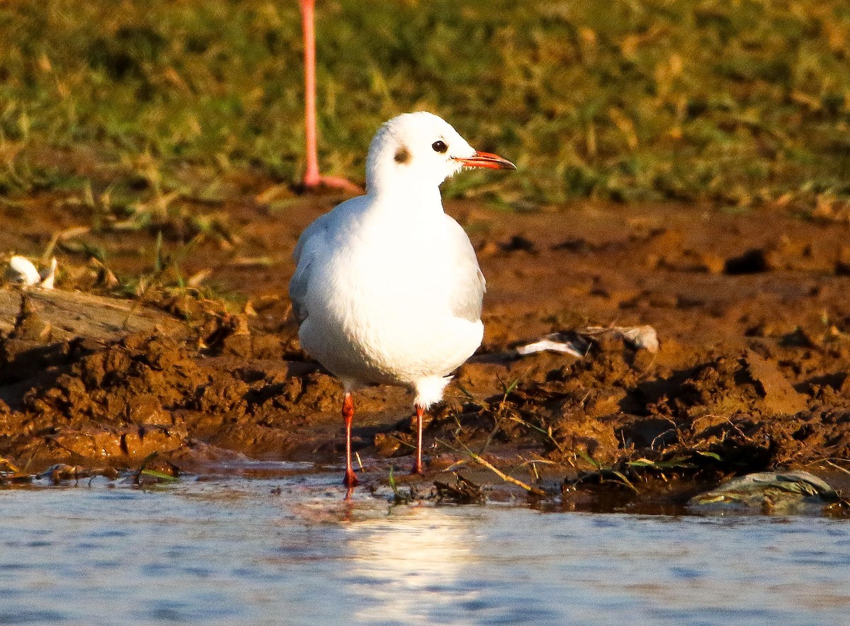 Black-headed Gull - Sudesh Kumar