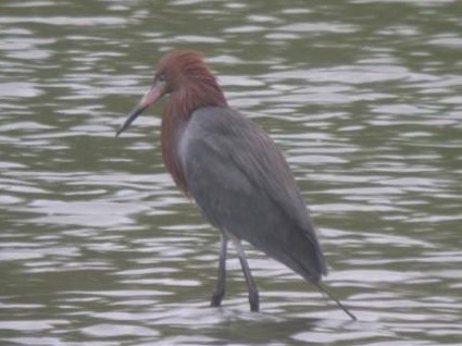 Reddish Egret - Jeff Skrentny