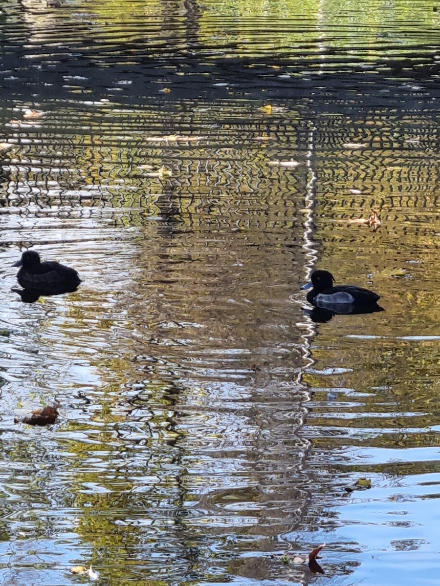 Tufted Duck - ML383807891
