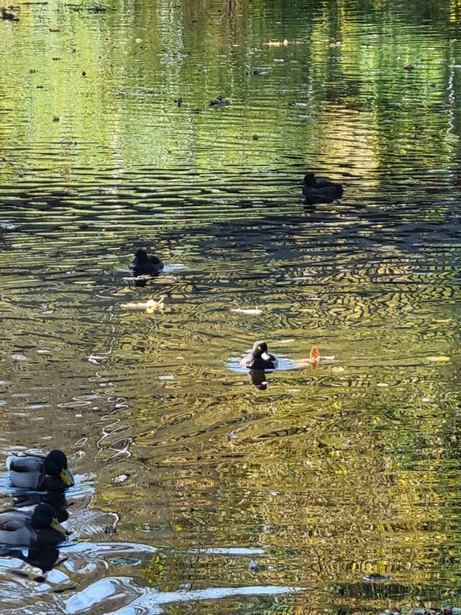 Tufted Duck - ML383808431