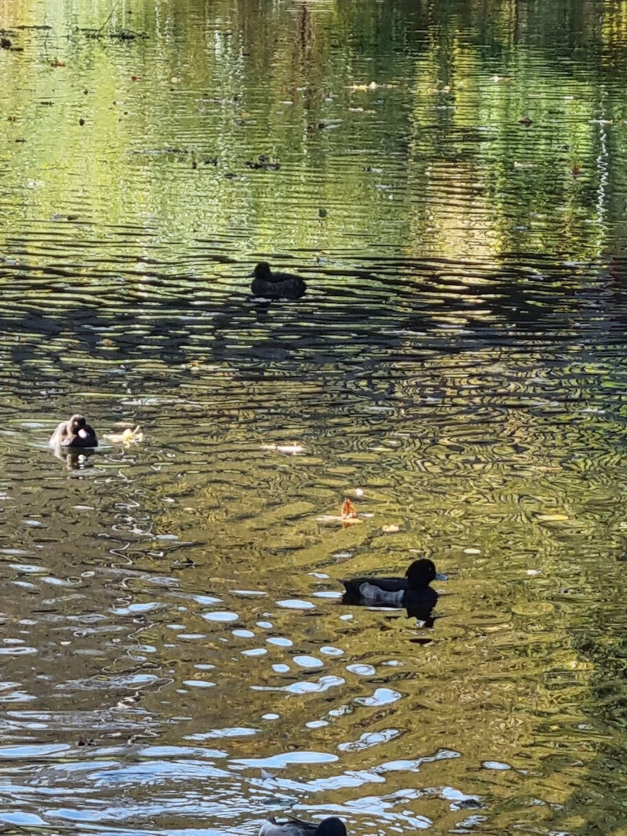 Tufted Duck - ML383808651