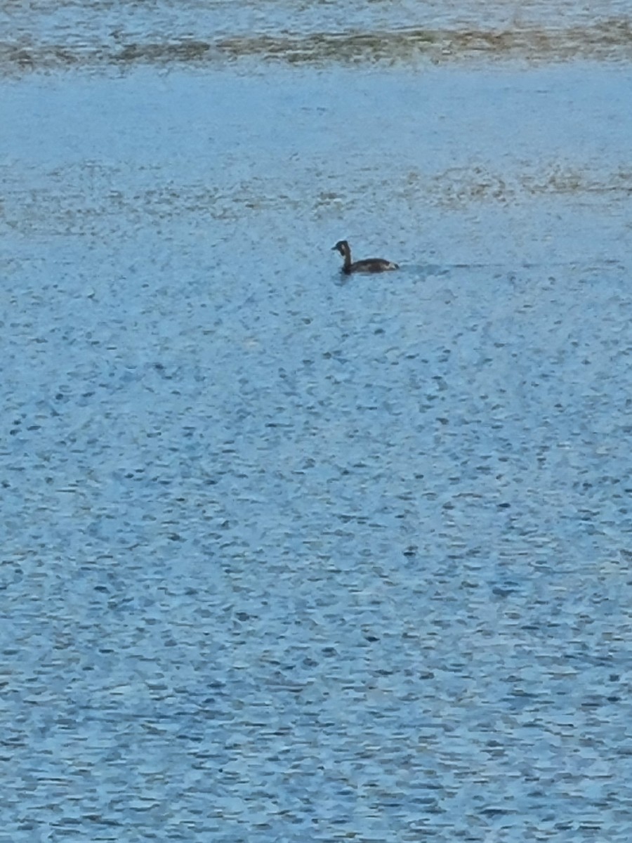 Great Crested Grebe - ML383809671