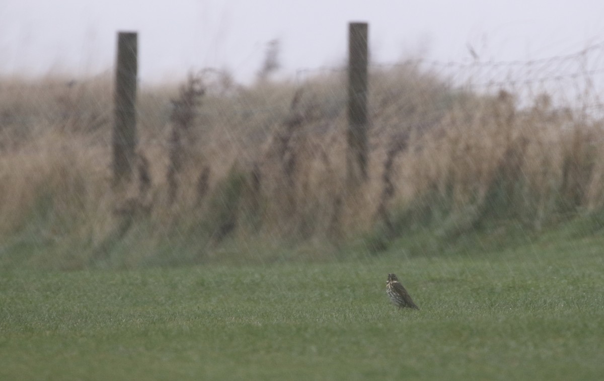 Song Thrush - ML383810561