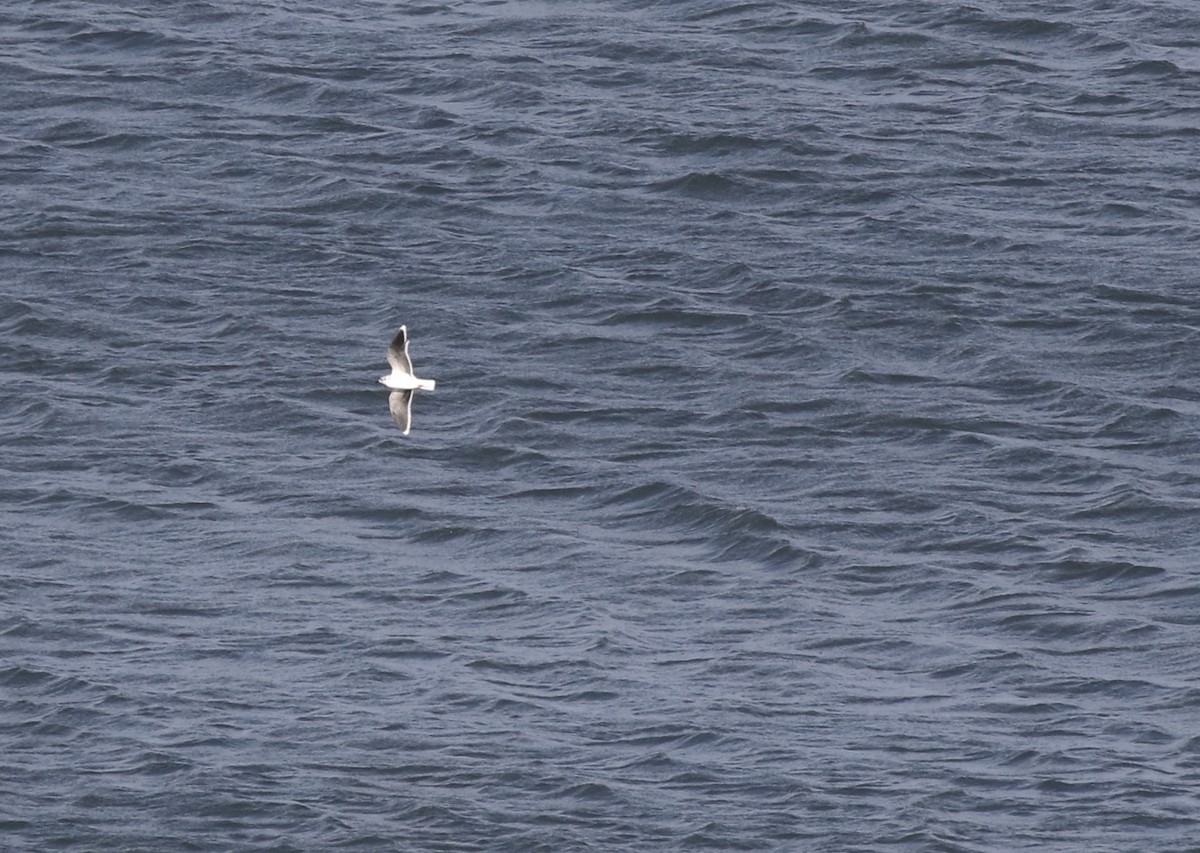 Little Gull - Will Scott