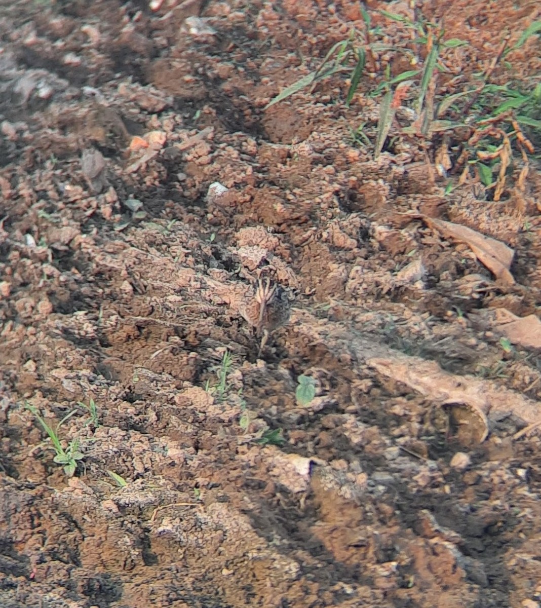 Common Snipe - Vikas D Prasad