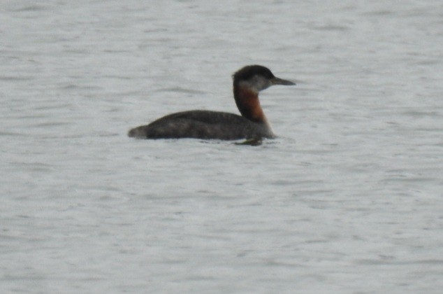 Red-necked Grebe - ML383815451