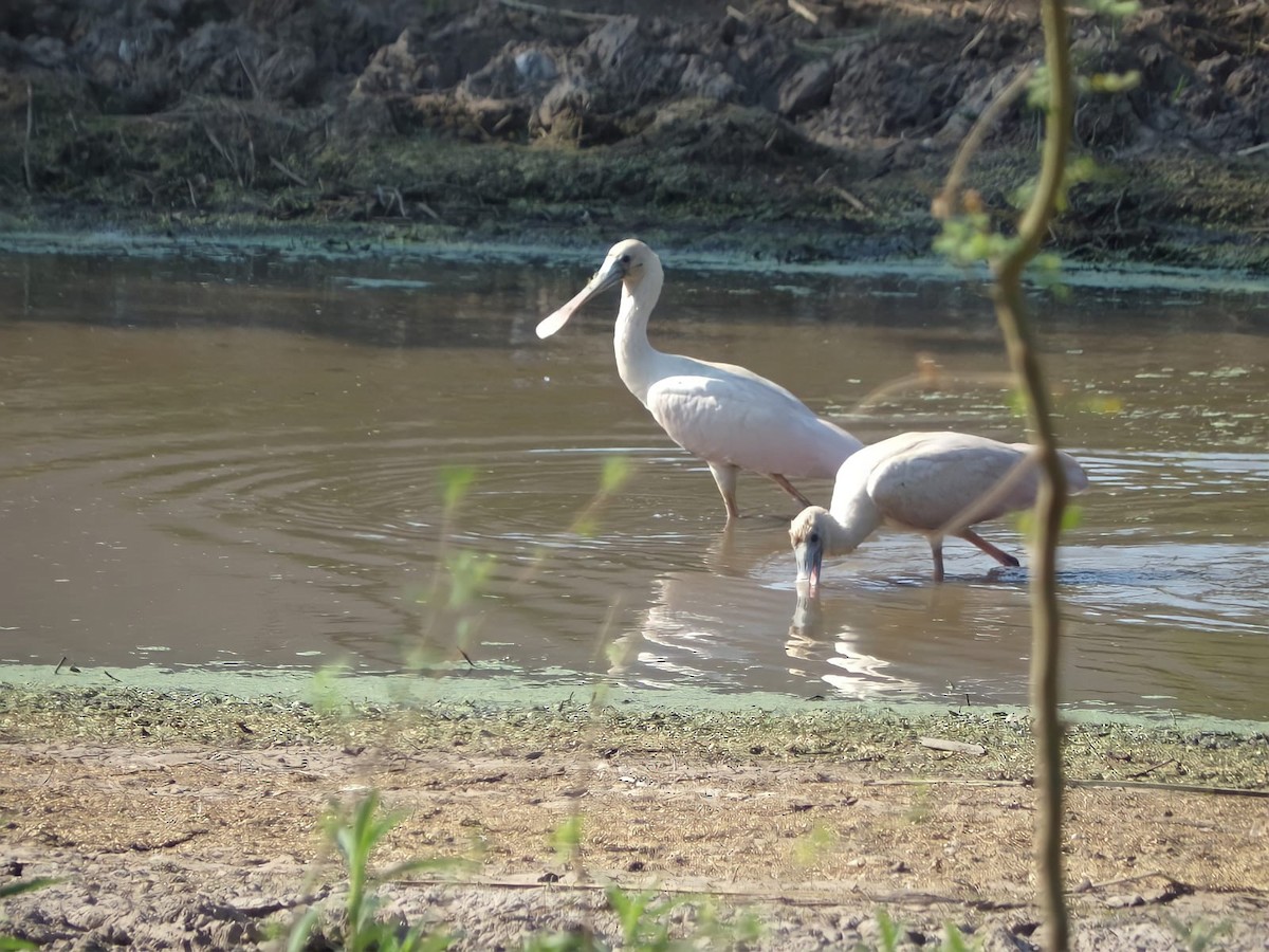 Roseate Spoonbill - ML383816621