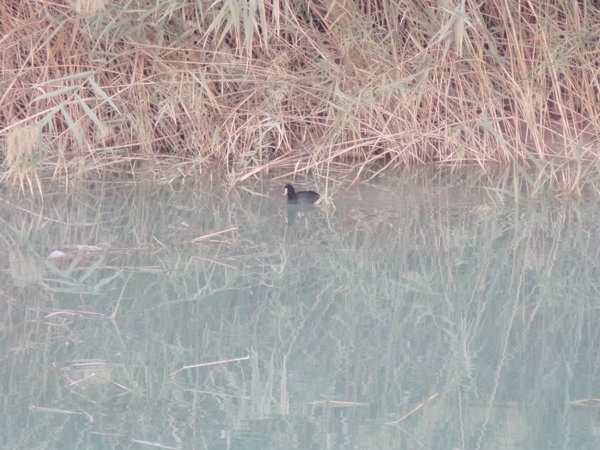 Eurasian Coot - ML383818301