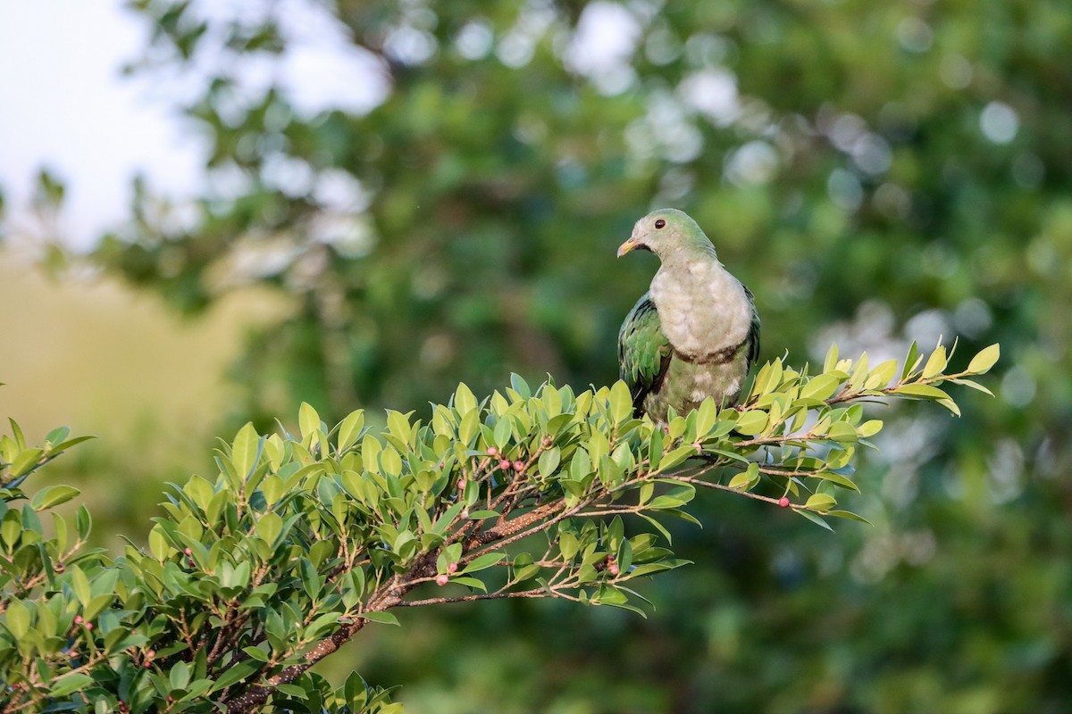 holub černobradý - ML383818481