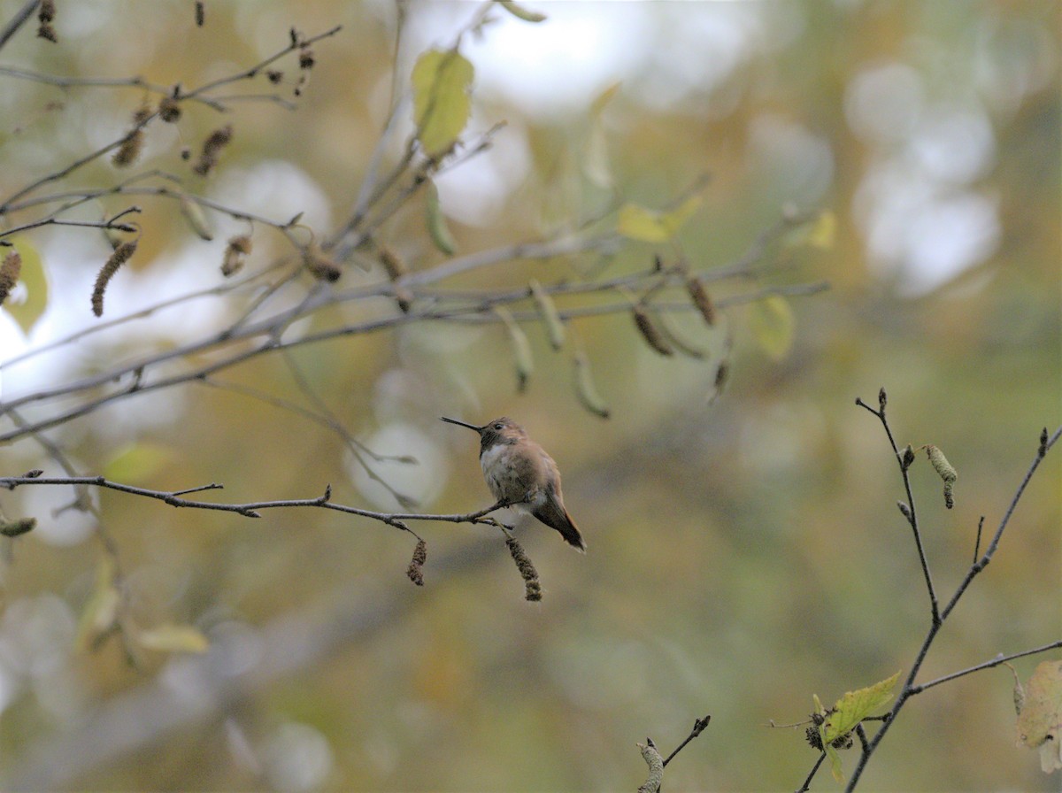 Rufous Hummingbird - ML383818961