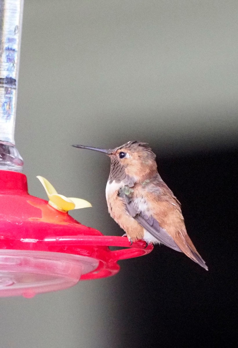 Rufous Hummingbird - ML383819031