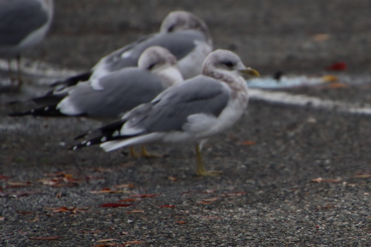 Short-billed Gull - ML383819761