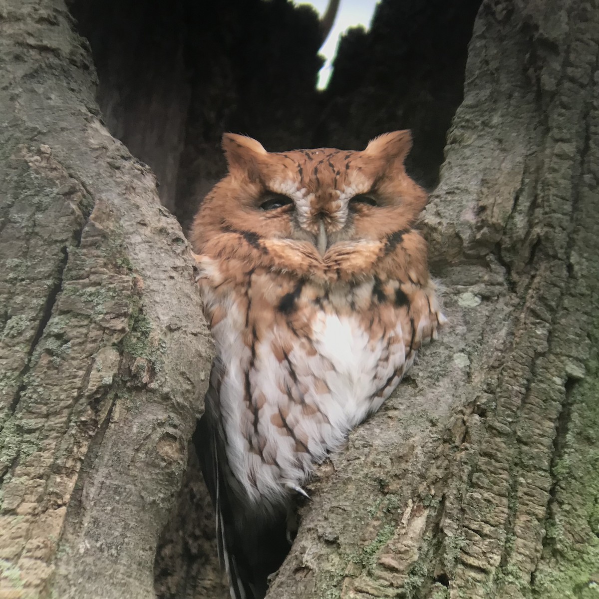 Eastern Screech-Owl - Lindsay McNamara