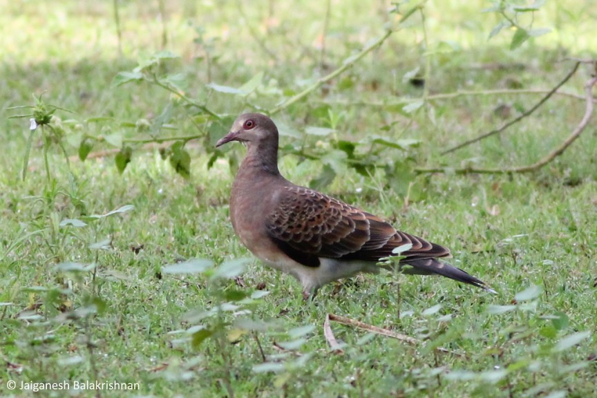 Oriental Turtle-Dove - ML383823641