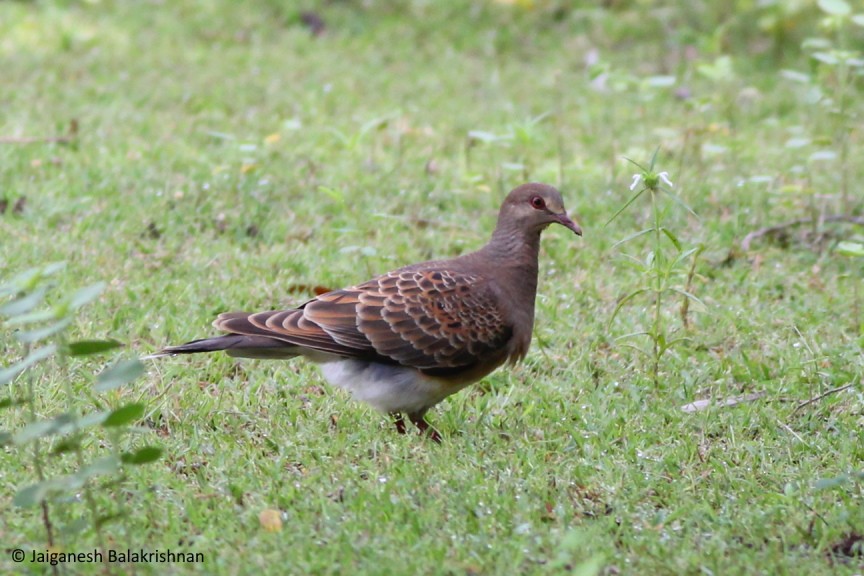 Oriental Turtle-Dove - ML383823781
