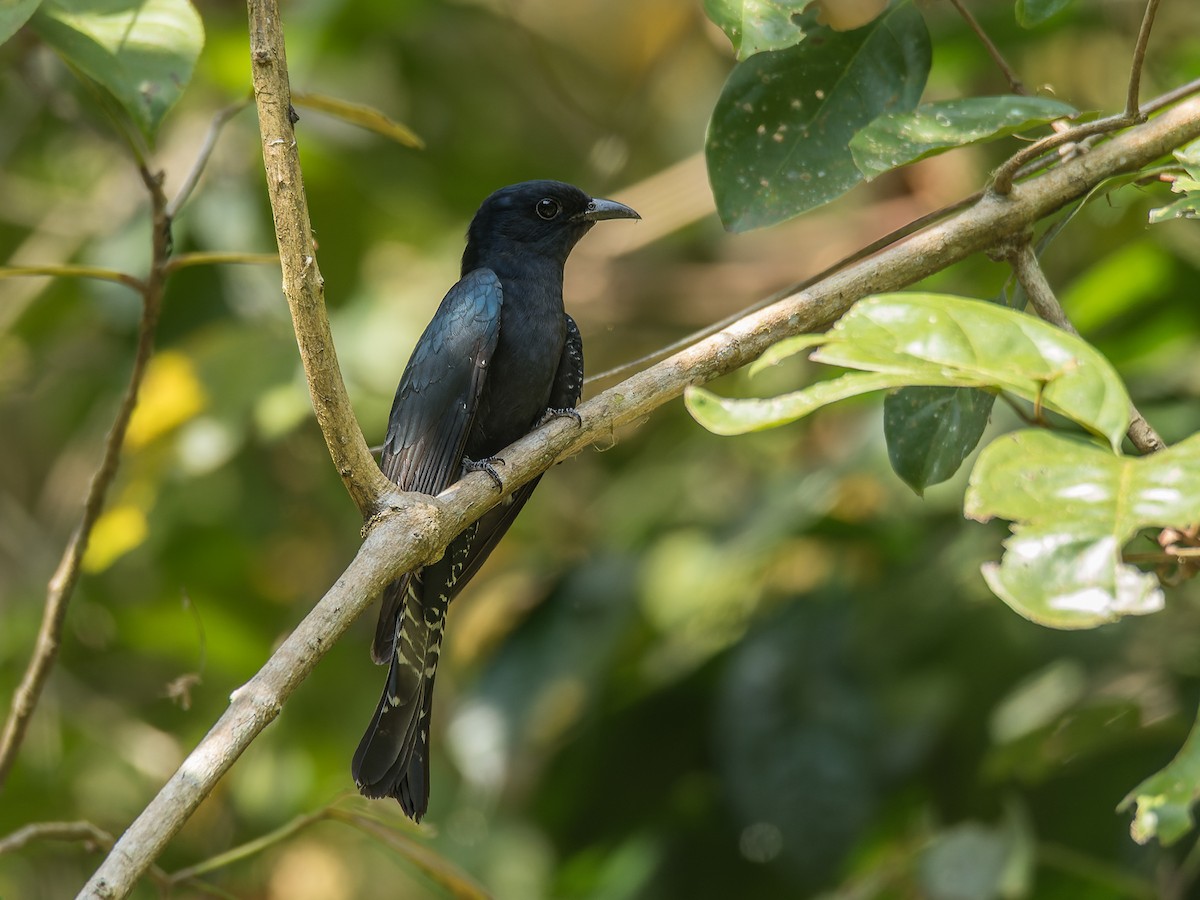 Square-tailed Drongo-Cuckoo - ML383824071