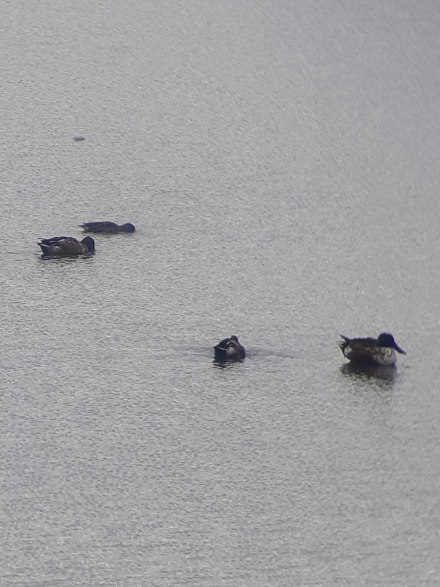 Northern Shoveler - Alex C