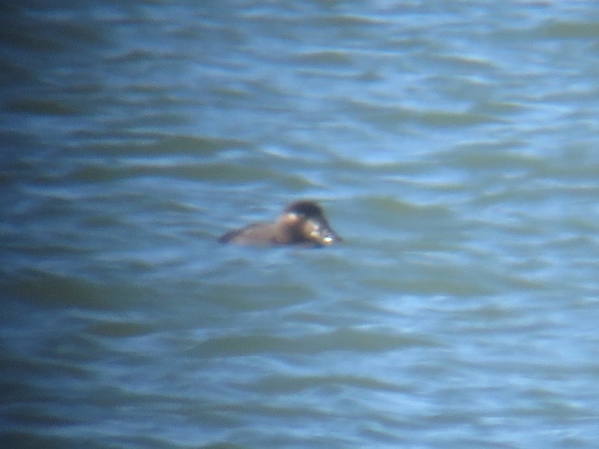 Surf Scoter - ML383826731