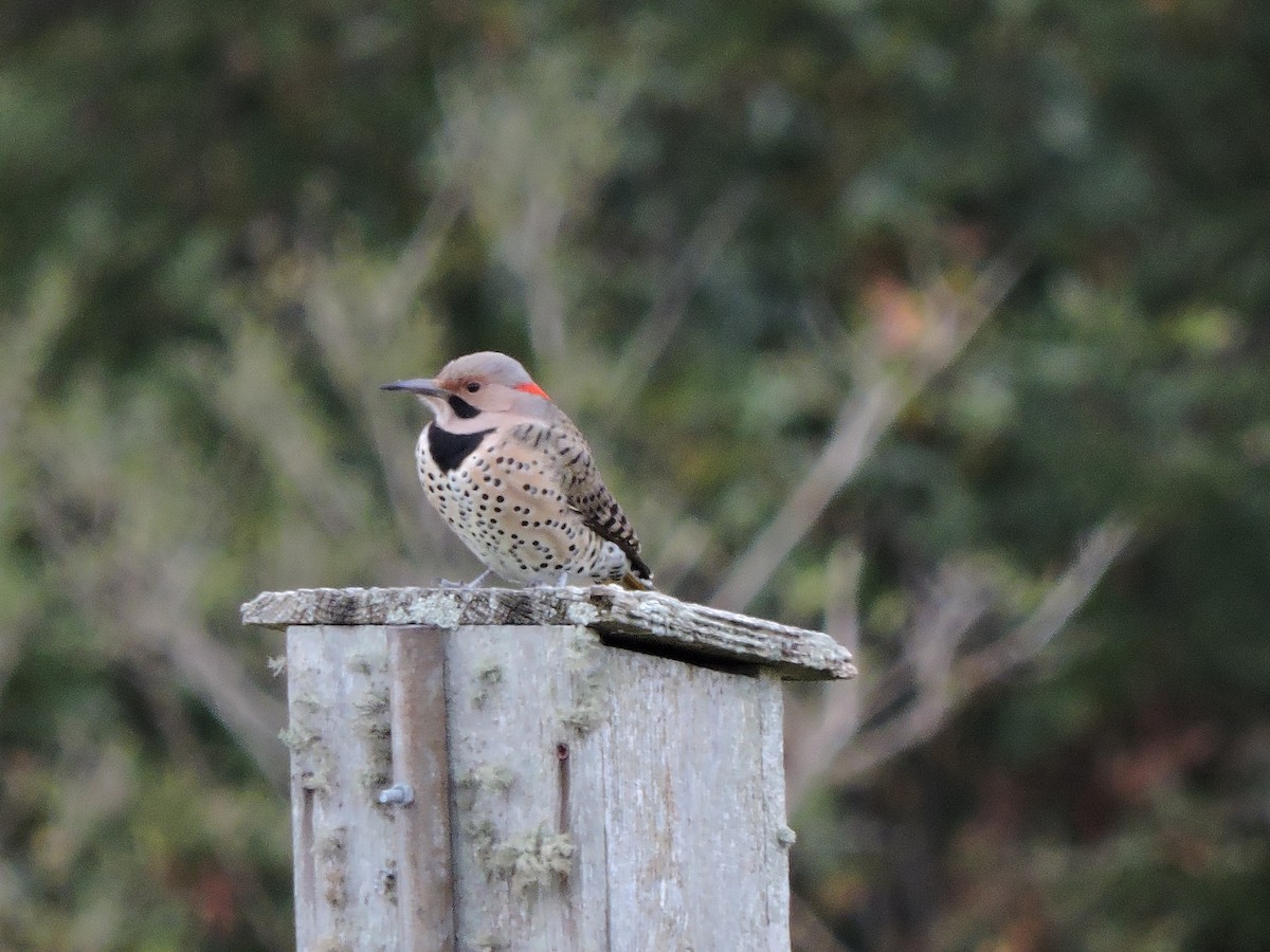 Northern Flicker (Yellow-shafted) - ML38382741